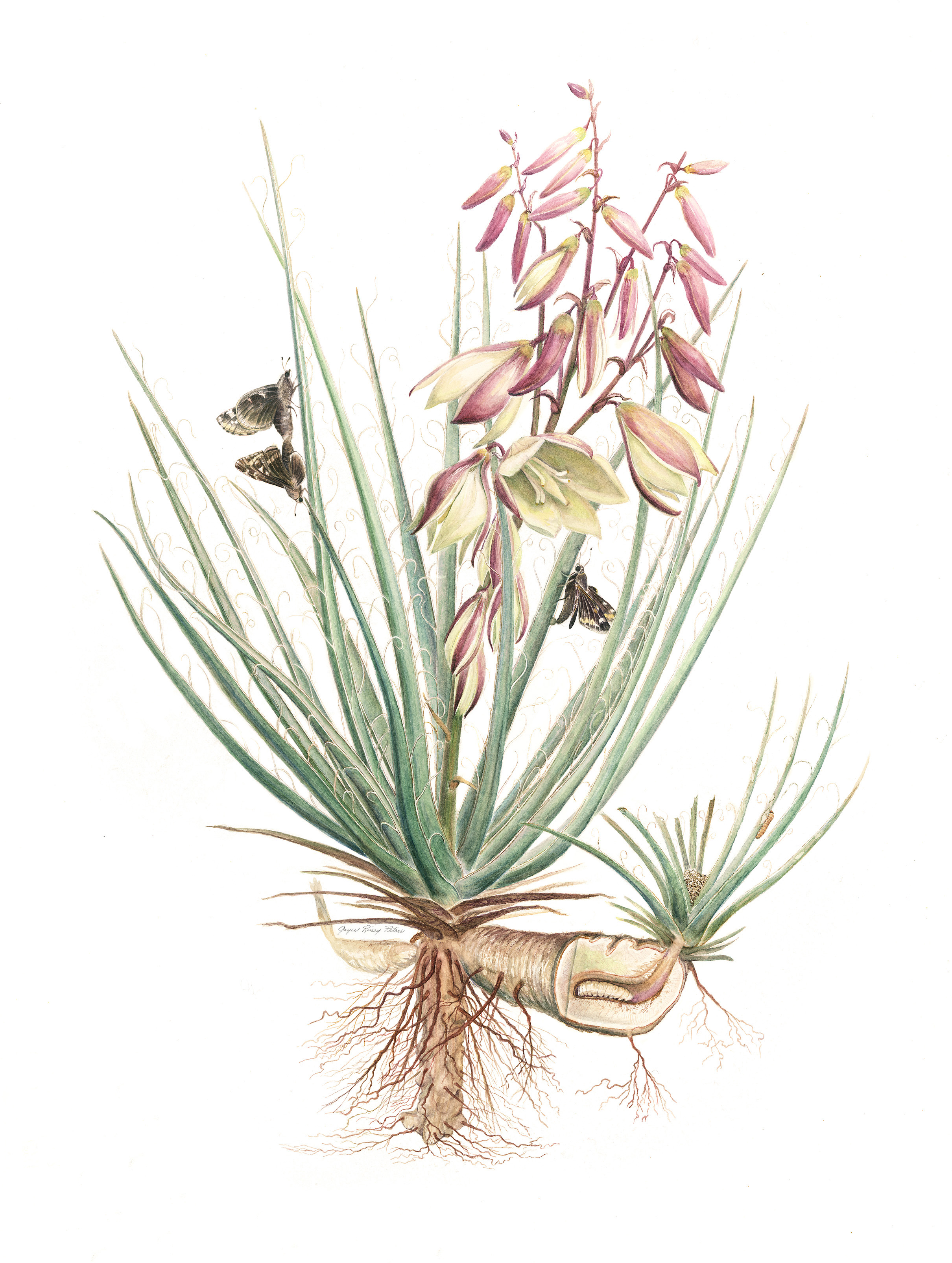 Desert Diversity  		Art by Steven Derks & The Southwest Society of Botanical Artists  gallery photo 7