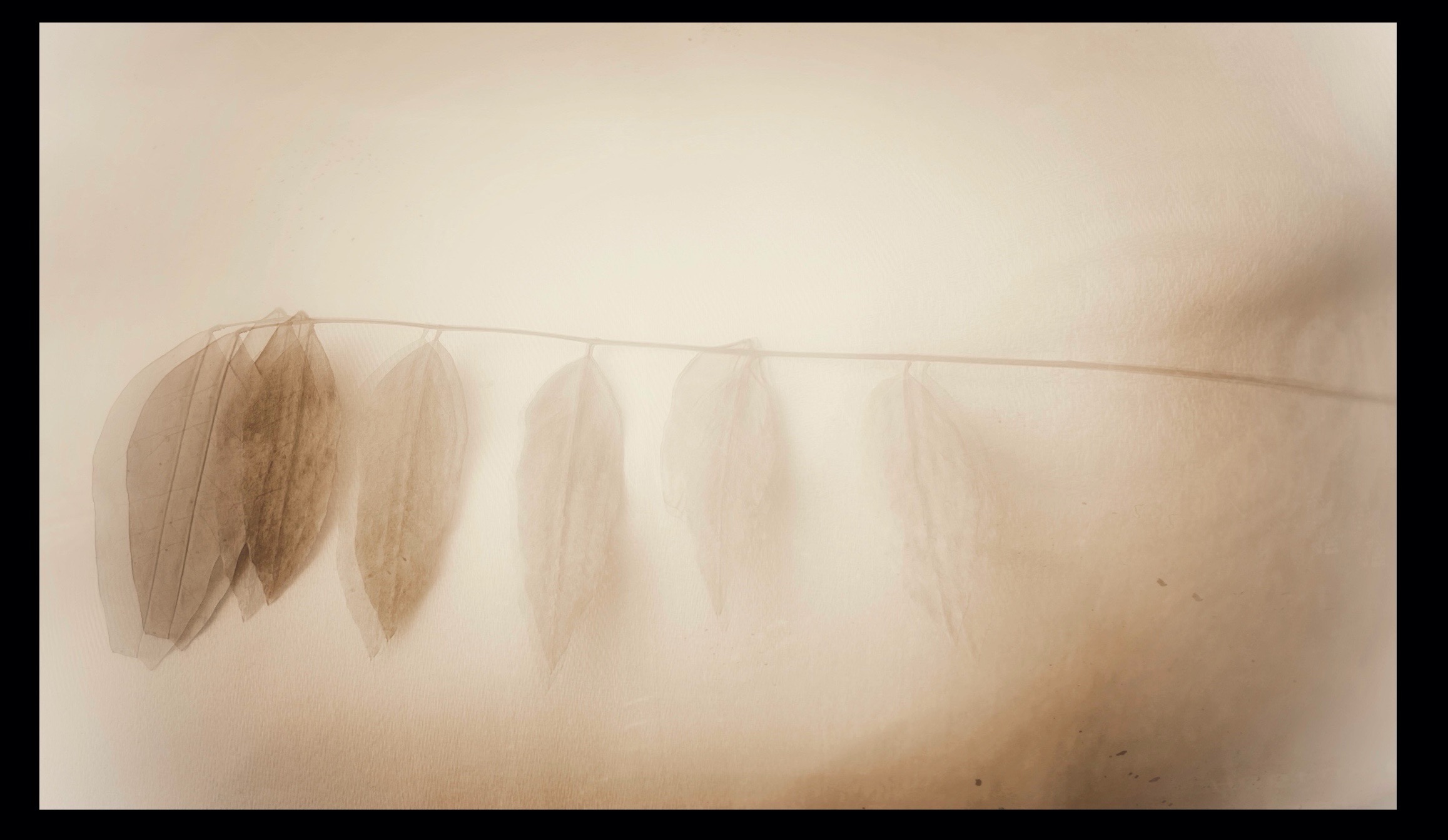 Theresa Tarara gallery 1