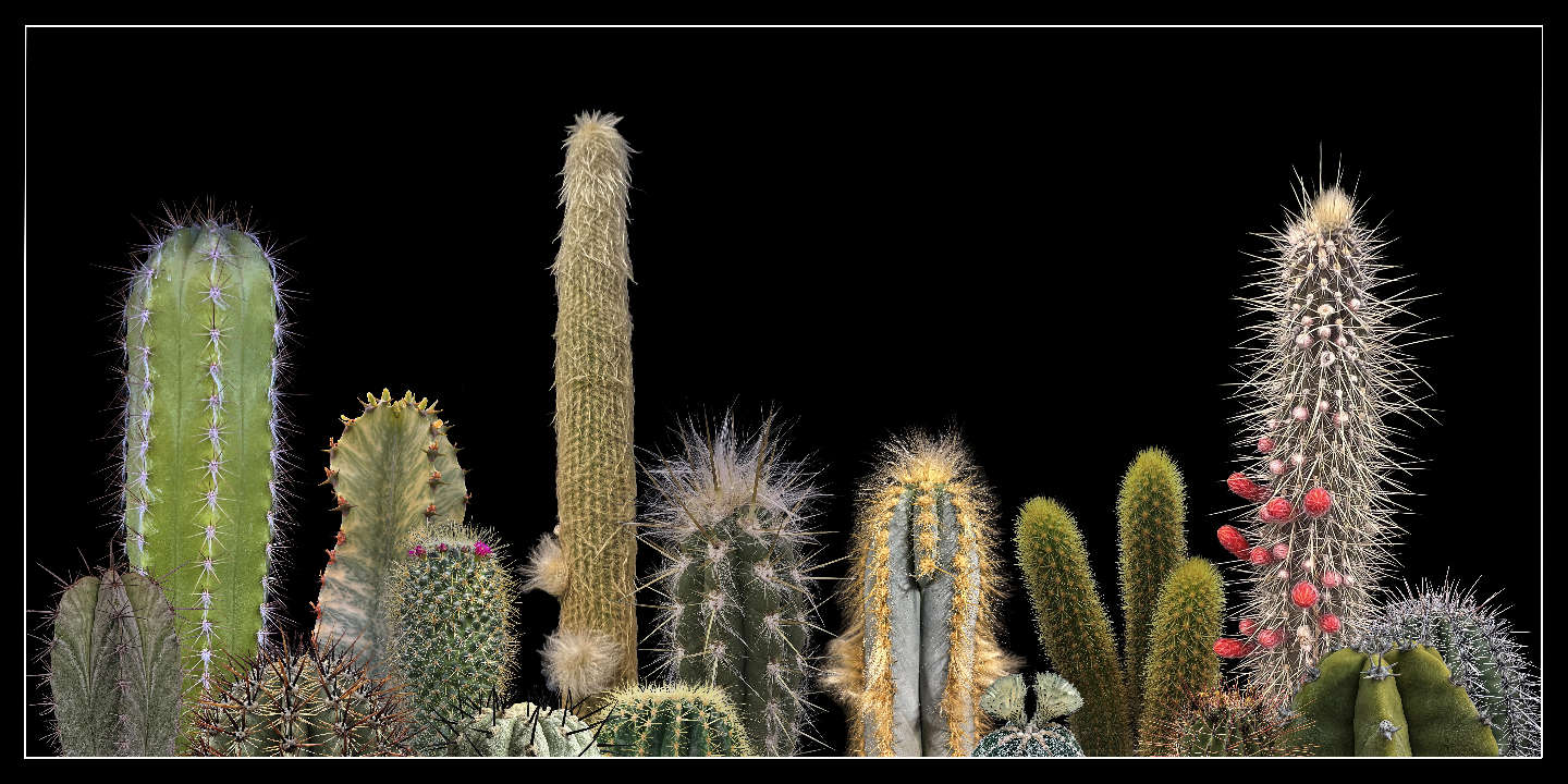 Desert Diversity  		Art by Steven Derks & The Southwest Society of Botanical Artists  gallery photo 2