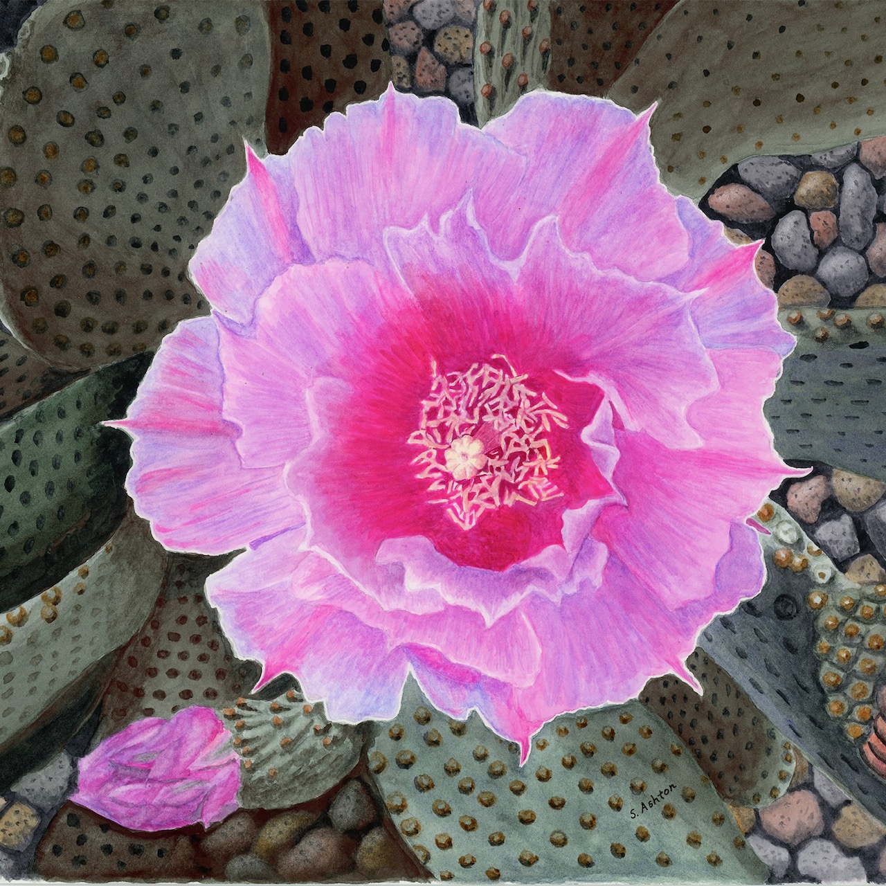 Desert Diversity  		Art by Steven Derks & The Southwest Society of Botanical Artists  gallery photo 3